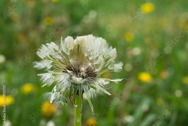 Fototapeta dandelion after rain