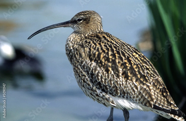 Obraz Courlis cendré