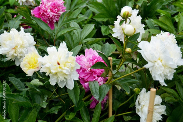 Obraz Botanischer Garten in Gütersloh im Juni, Park