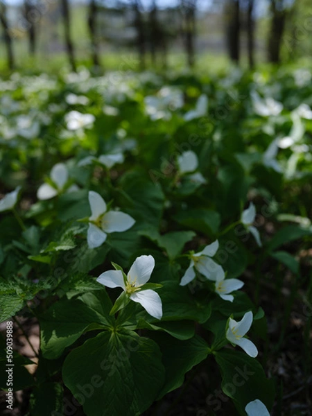 Fototapeta オオバナノエンレイソウ