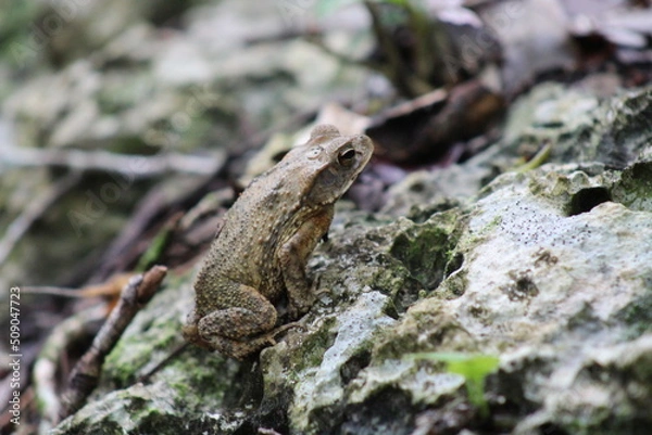 Fototapeta White frog with camouflage on a rock in the tropical forest of Tulum on a sunny morning 