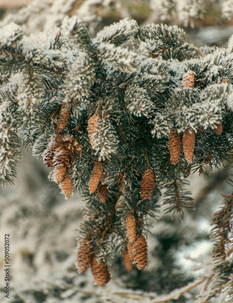 Obraz pine tree covered with ice and snow.
