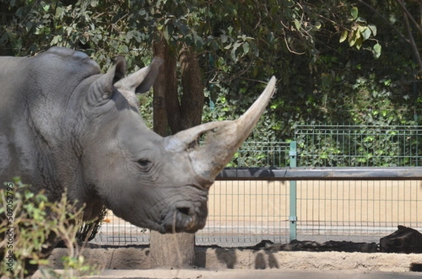 Obraz Rinoceronte blanco en cautiverio