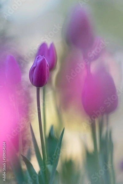 Obraz チューリップ