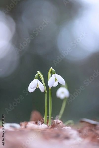 Obraz スノードロップ