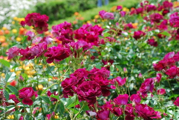 Obraz 深紅のバラ