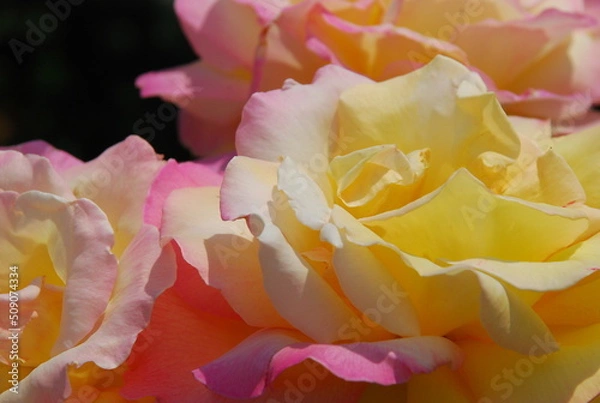 Obraz バラのグラデーション