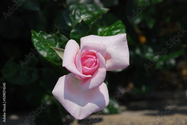 Obraz ピンクのバラ