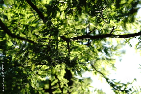 Fototapeta セコイア