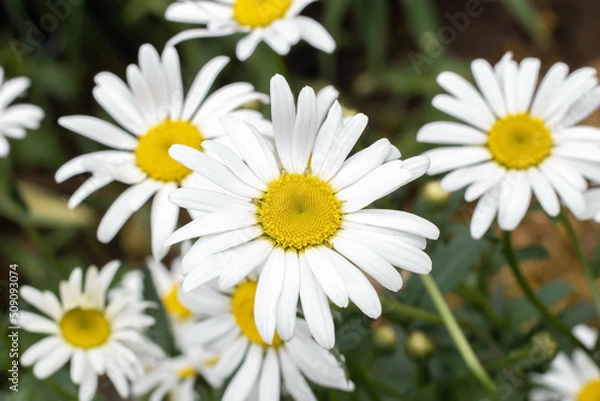 Fototapeta White chamomile flower summer flowerbed background