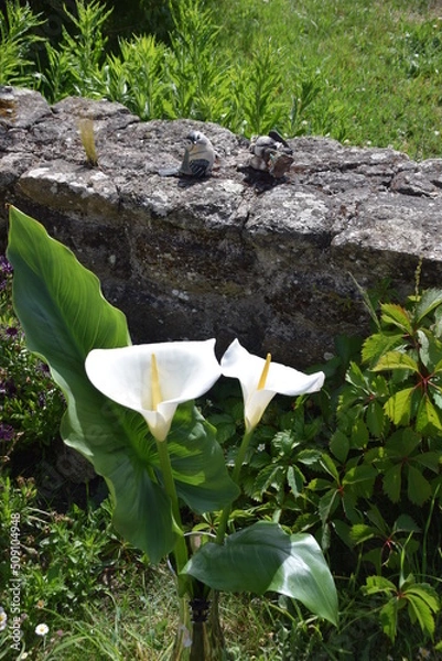 Fototapeta Arômes Blanches 