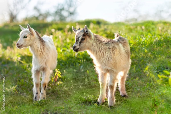 Fototapeta Two small house goats walk in nature, in a green meadow, in the summer. Cute little goats graze on the green grass.