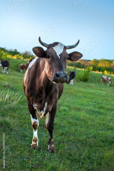 Fototapeta A brown cow with with a corns stands in a green meadow and looks straight ahead.