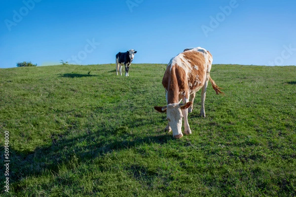 Fototapeta A brown cow walks through a green meadow. A pet grazes in the valley under a blue sky