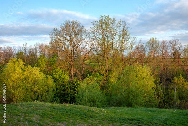 Fototapeta The landscape is a green valley, bushes and bare tree trunks in the distance. Blue gentle Sky with clouds