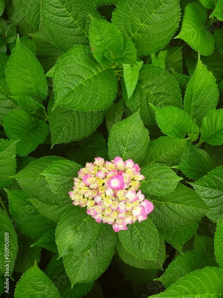 Fototapeta 咲き始めた一輪のピンクの紫陽花
