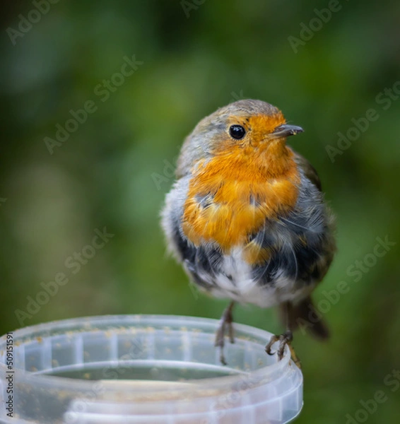 Fototapeta Robin, feeding time