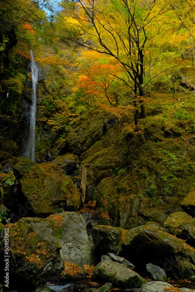 Fototapeta 紅葉で染まる滝