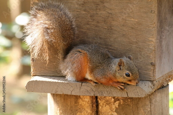 Fototapeta 巣箱の横にいるニホンリス