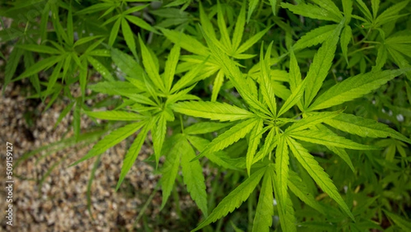 Obraz marijuana leaves cannabis plants a beautiful background
