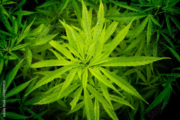 Obraz marijuana leaves cannabis plants a beautiful background