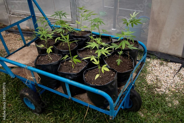 Obraz Cart carrying hemp saplings