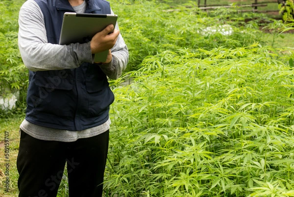 Obraz gardener using a tablet next to a canabis plantation plot