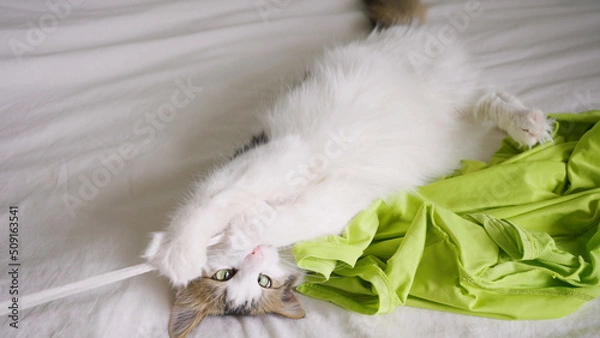 Fototapeta Fluffy cat plays with rope on owner bed with white linens. Beautiful cat gnaws while playing rope and holds with sharp claws