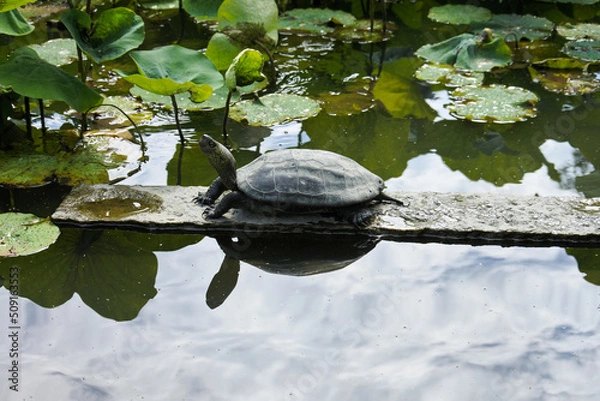 Obraz 池の亀 turtle