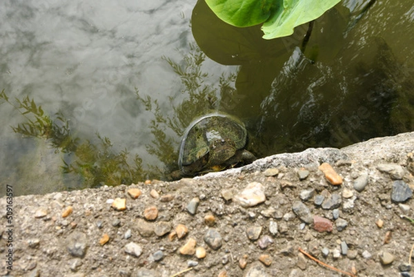 Obraz 池の亀 turtle