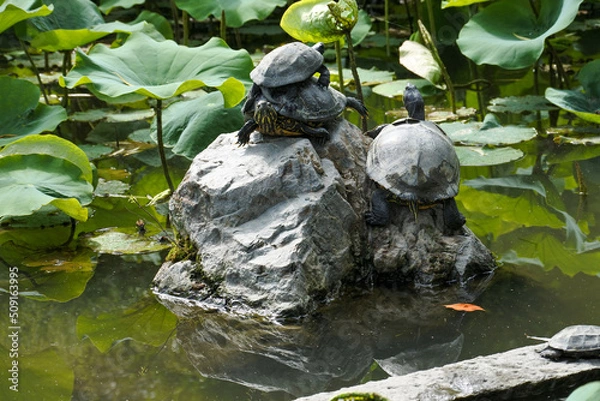 Obraz 池の亀 turtle