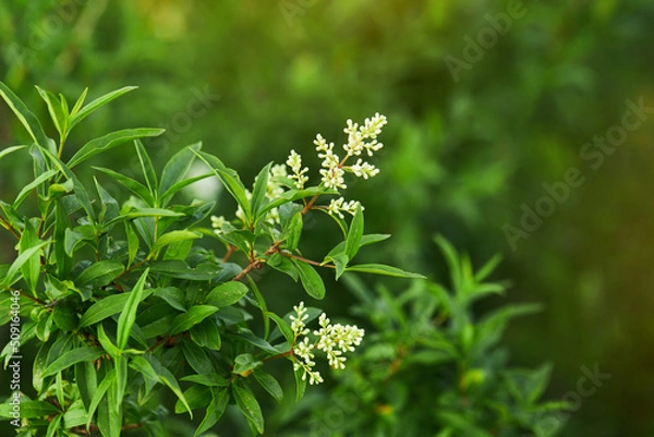 Fototapeta Ligustrum vulgare wild european privet white flowering plant, group of scented flowers in bloom on shrub branches