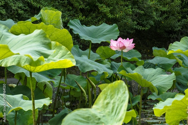 Obraz 蓮の花 lotus flower
