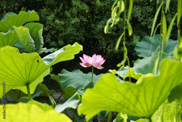 Obraz 蓮の花 lotus flower