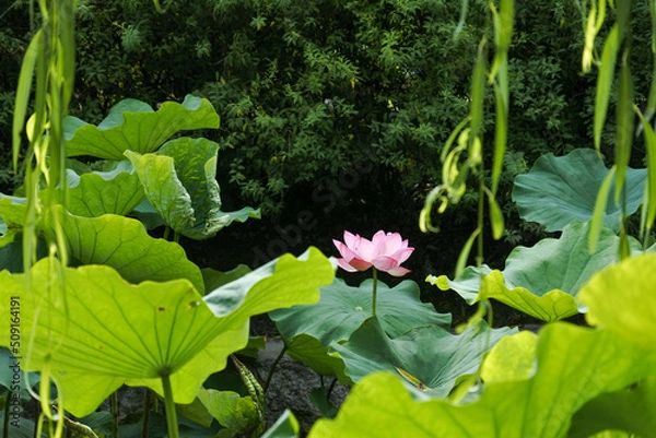Obraz 蓮の花 lotus flower