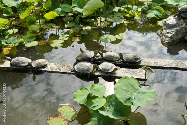 Obraz 池の亀 turtle