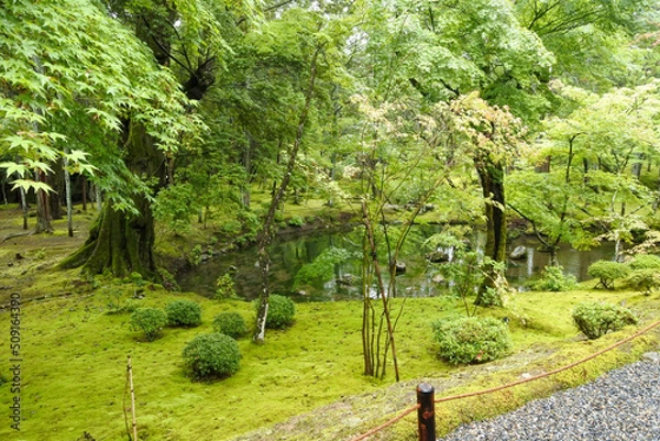 Obraz 苔の絨毯 moss carpet