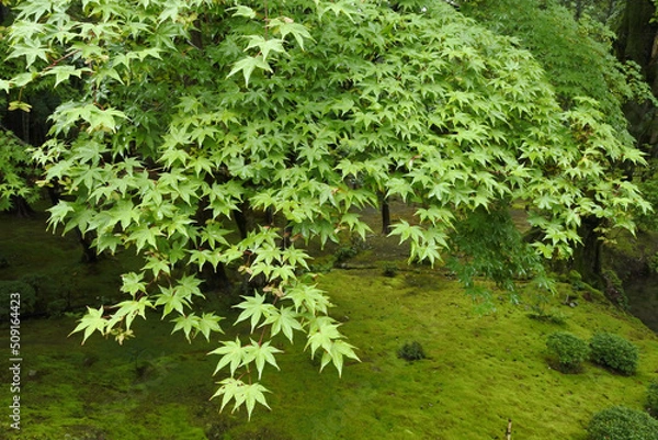 Obraz 新緑 new green leaves