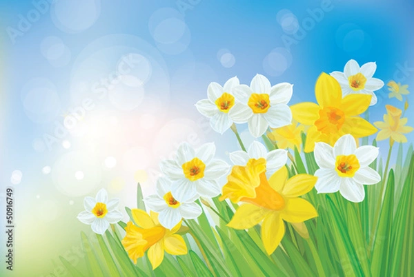 Fototapeta Vector of daffodil flowers on spring background.