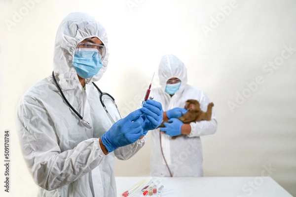 Obraz 
Monkeypox is a viral disease transmitted from animals to humans. A veterinarian takes the blood from the monkeys to be examined in a lab.