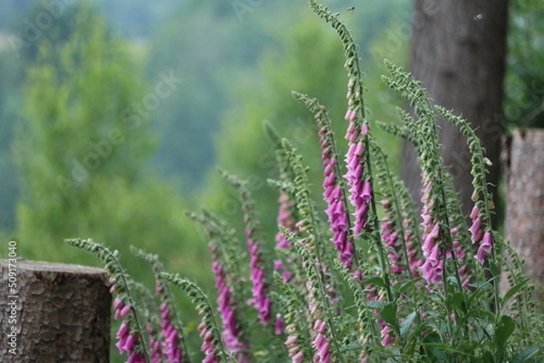 Fototapeta red foxglove (Digitalis purpurea) in the wild forest