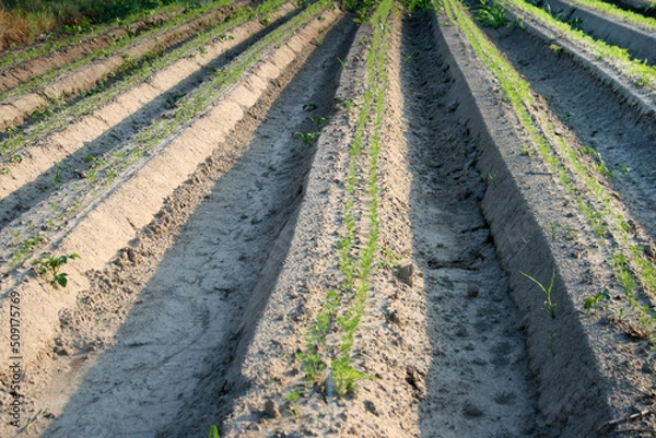 Fototapeta Cultivated land. Arable land that is worked by plowing and sowing and raising crops