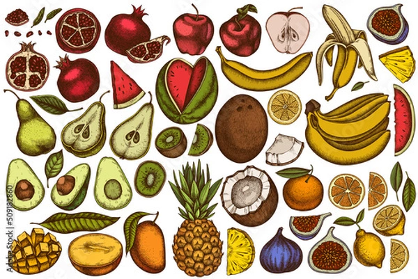 Fototapeta Fruits hand drawn vector illustrations collection. Colored bananas, pears, kiwi etc.