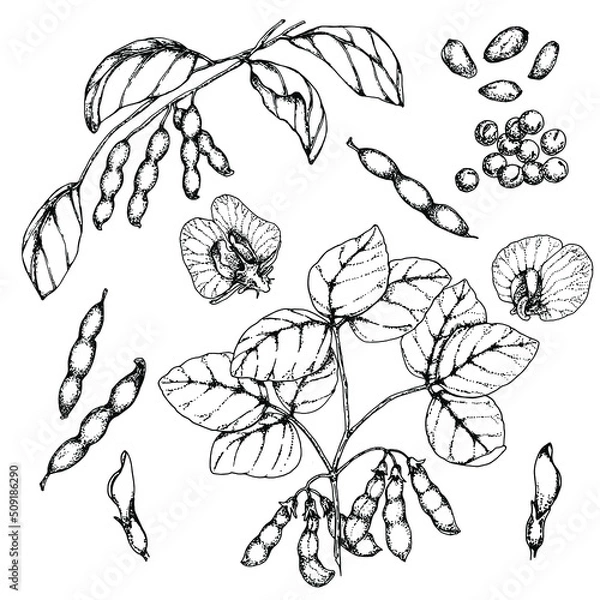Fototapeta Soybean, plant with beans, leaves and flowers. Stock vector illustration. Hand drawing. Isolated on white. Black and white sketch. For product packaging, labels