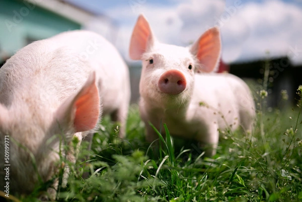 Fototapeta Two cutie and funny young pig is standing on the green grass. Happy piglet on the meadow, small piglet in the farm posing on camera on family farm. Regular day on the farm
