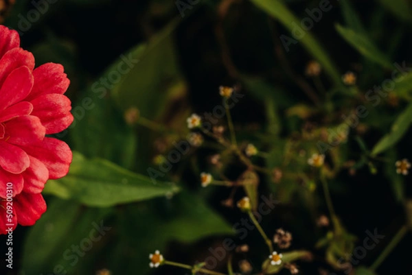 Fototapeta Bright red flower in the green grass in the garden. Zinnia in the garden. View from above