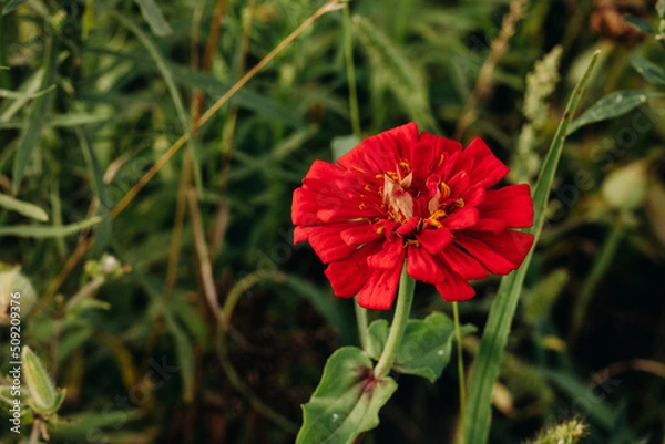 Fototapeta Bright red flower in the green grass in the garden. Zinnia in the garden. View from above