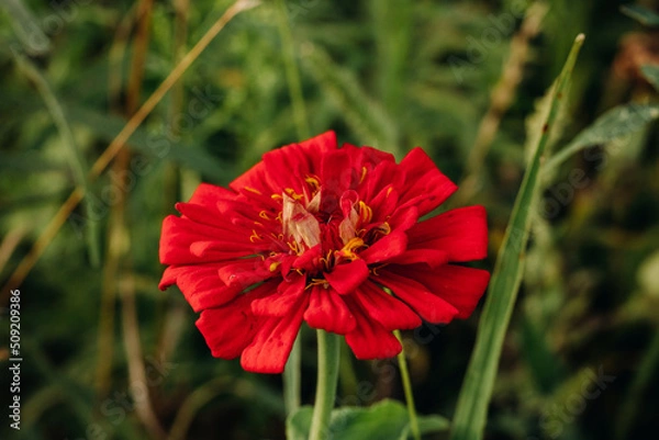 Fototapeta Bright red flower in the green grass in the garden. Zinnia in the garden. View from above