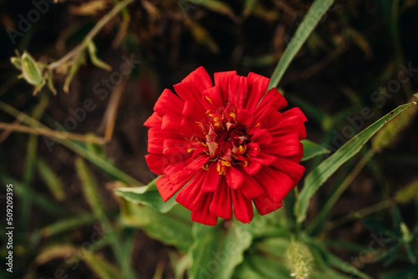 Fototapeta Bright red flower in the green grass in the garden. Zinnia in the garden. View from above