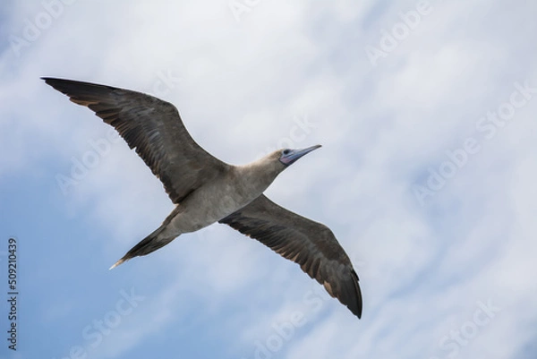 Obraz Red-footed booby (Sula sula) in flight.